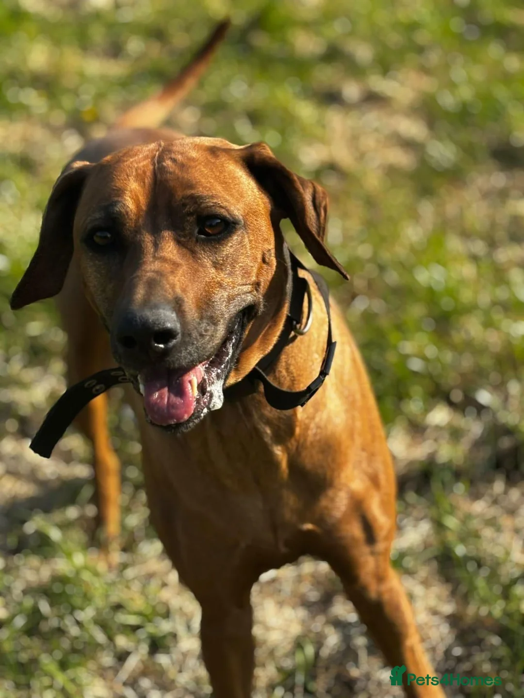 Rhodesian Ridgeback dogs for sale: Rhodesian Ridgeback Adult male  - Advert 1