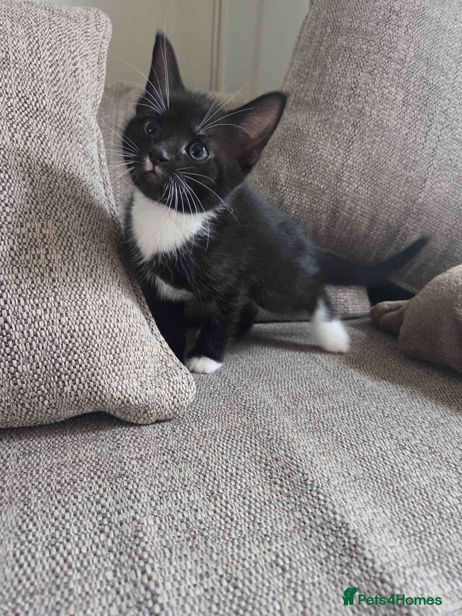 Domestic Shorthair cats Black and White Kitten - Advert 5