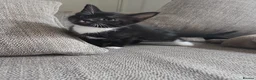 Domestic Shorthair cats for sale: Black and White Kitten - Advert 1