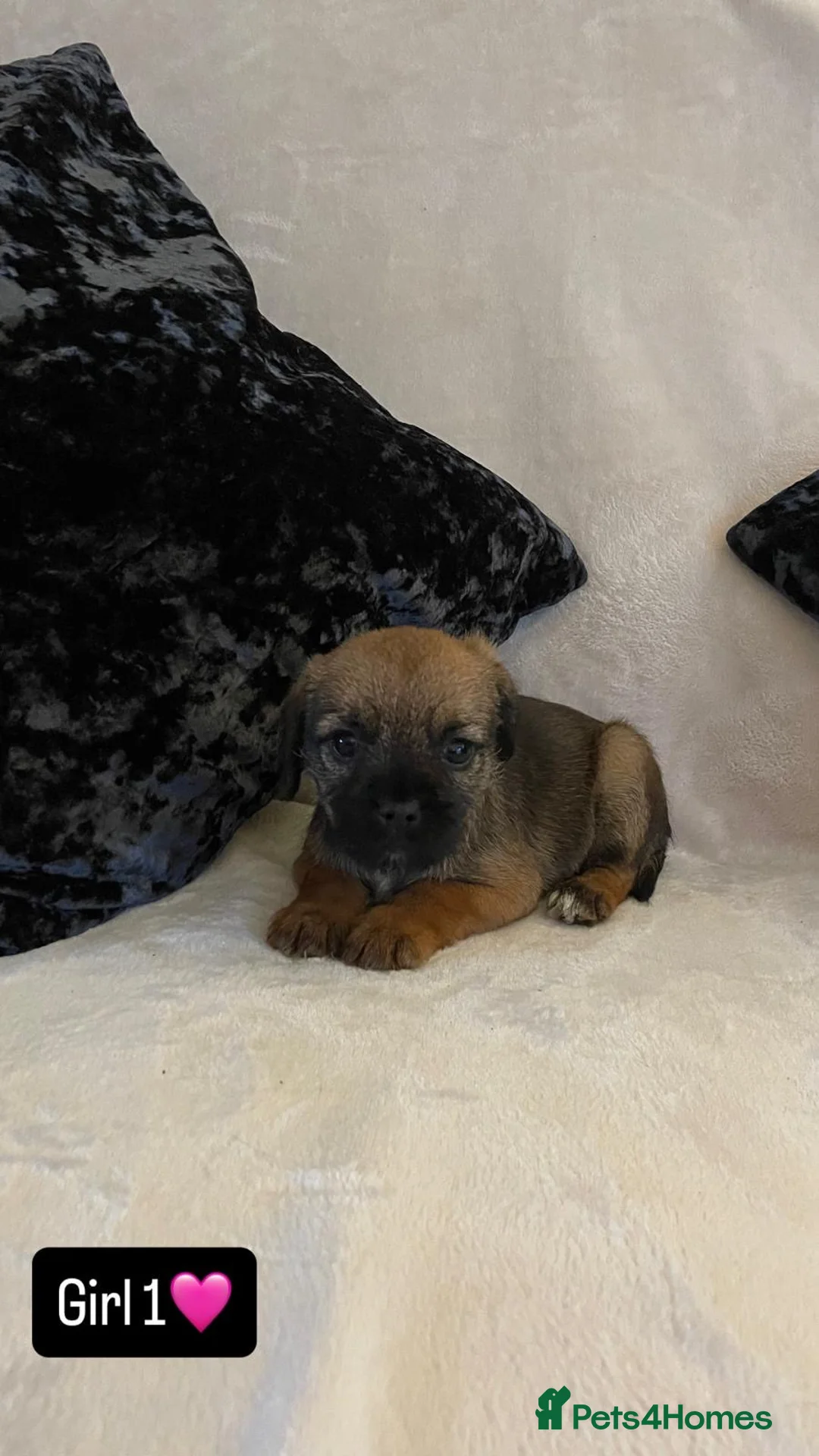 Border Terrier dogs for sale: Border terrier puppies - Advert 7