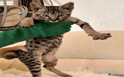 Savannah cats for sale: F9 brown & charcoal spotted savannah kittens - Image 7