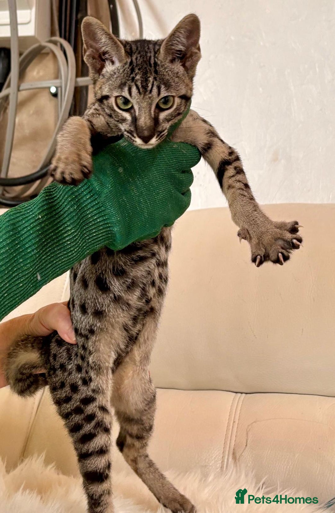Savannah cats for sale: F9 brown & charcoal spotted savannah kittens - Image 7