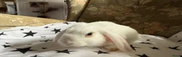 Mixed Breed rabbits for sale: French lop X mini lop looking for forever homes in Peterhead - Advert 4