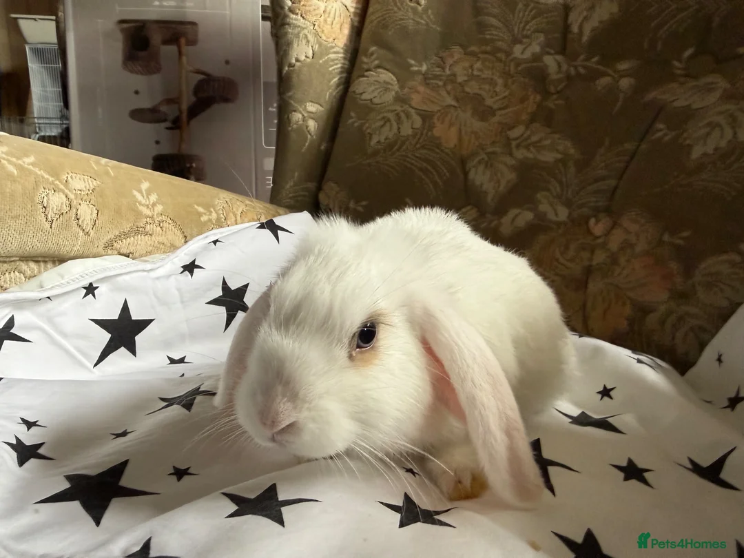 Mixed Breed rabbits for sale: French lop X mini lop looking for forever homes in Peterhead - Advert 4