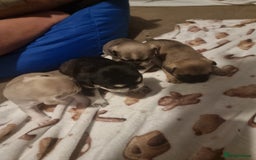 Frug dogs for sale: 3 frug puppies looking for there forever homes. - Advert 5