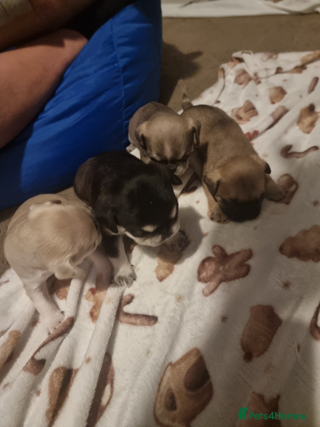 Frug dogs for sale: 3 frug puppies looking for there forever homes. - Advert 5