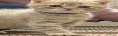 British Shorthair 7