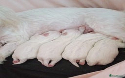 Maltese dogs for sale: Maltese puppies - Image 11