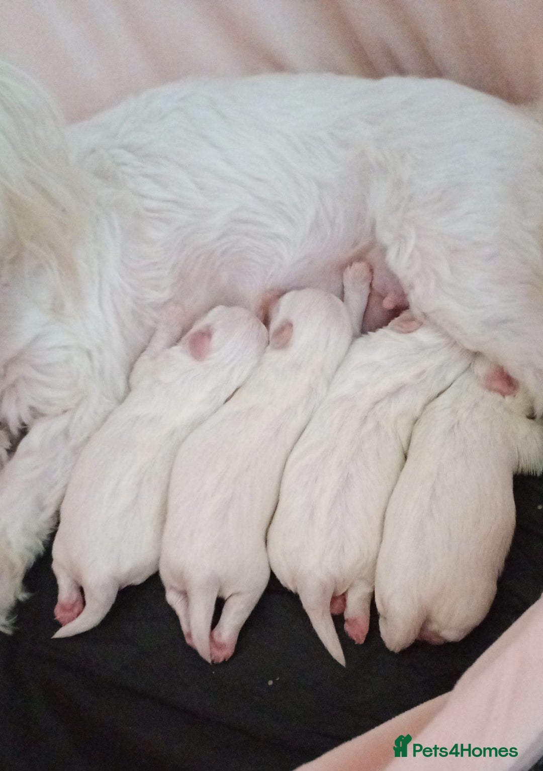 Maltese dogs for sale: Maltese puppies - Image 11