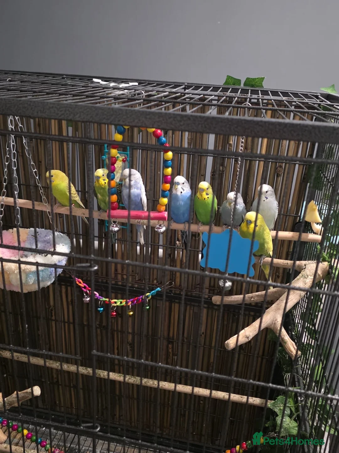 Budgerigars birds for sale: Beautiful green and blue birds - Advert 3