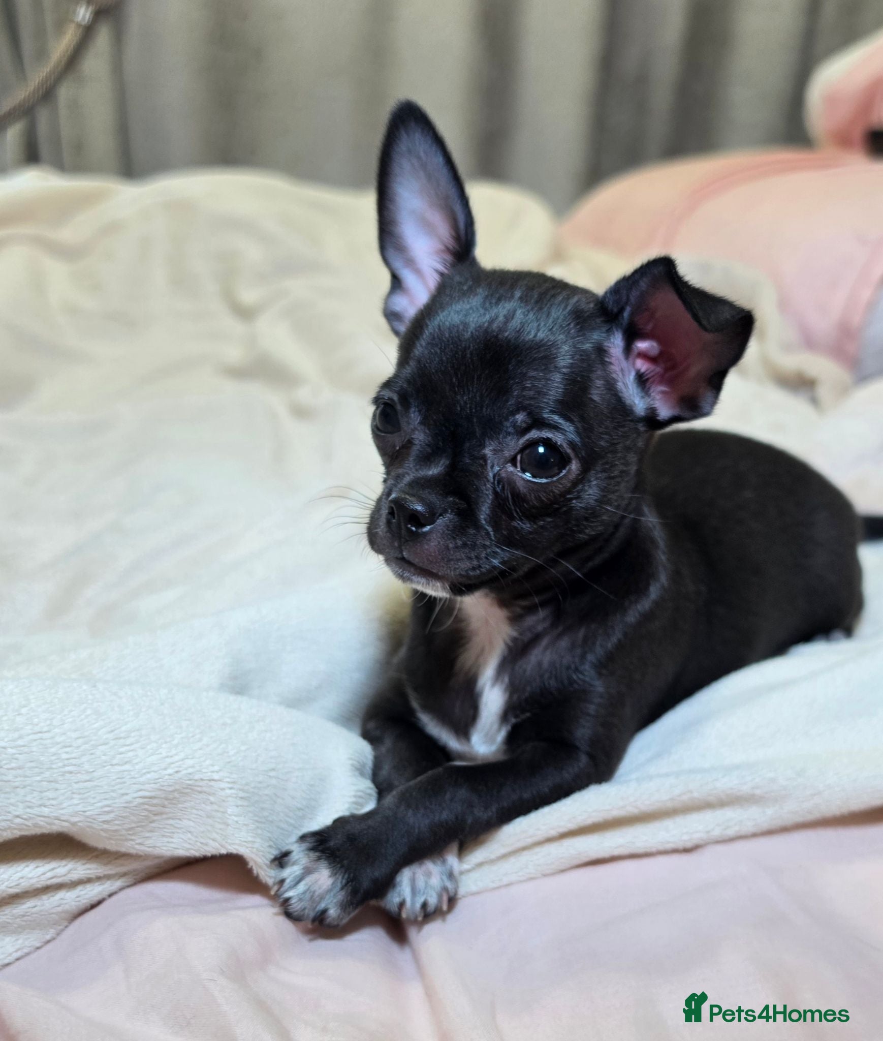 Chihuahua dogs 🐾Chihuahua Girls ready for forever loving homes - Advert 2