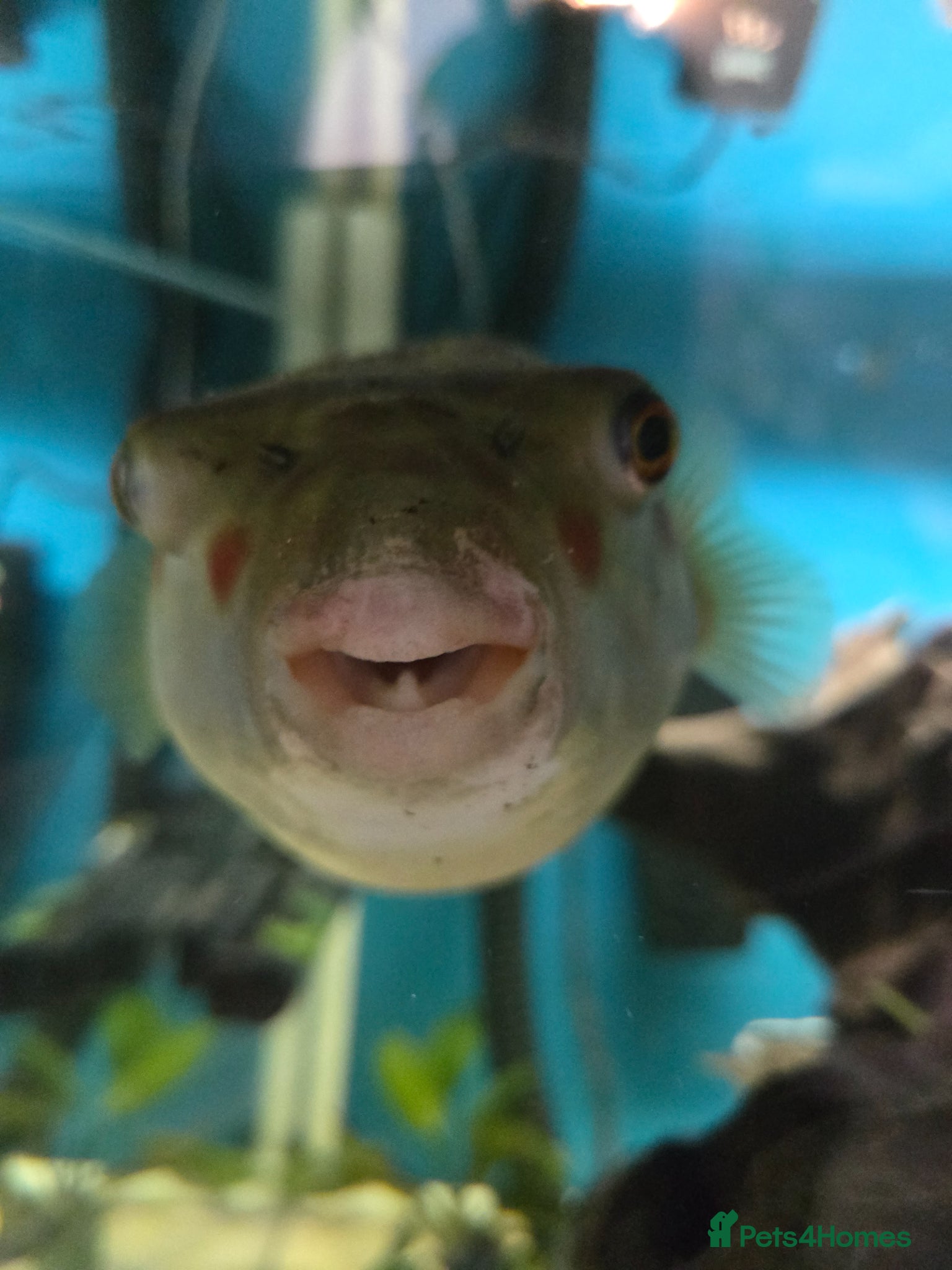 Pufferfish fish CROSS RIVER PUFFERFISH  - Advert 1