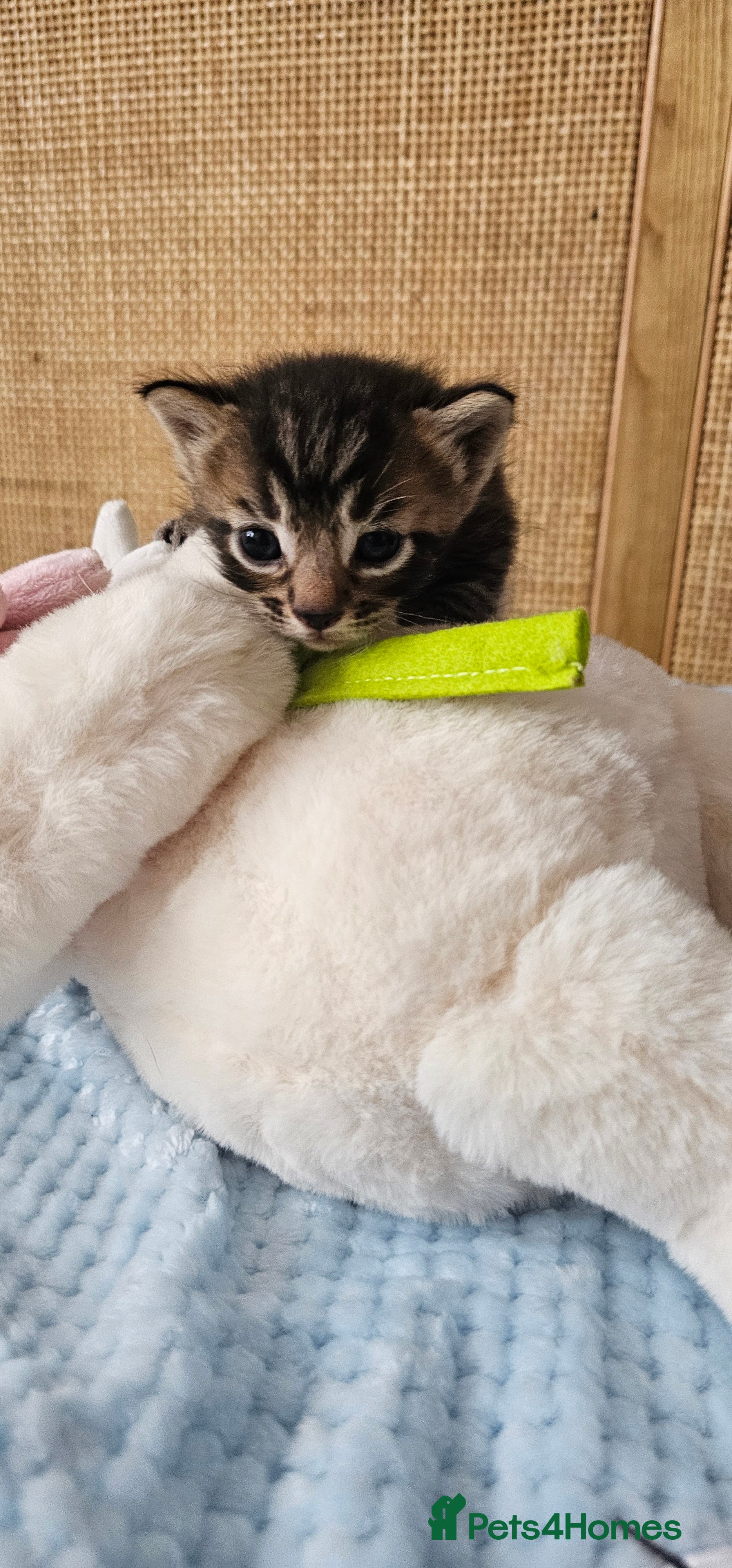 Mixed Breed cats for sale: Beautiful Bengal Mix Kittens - Advert 25