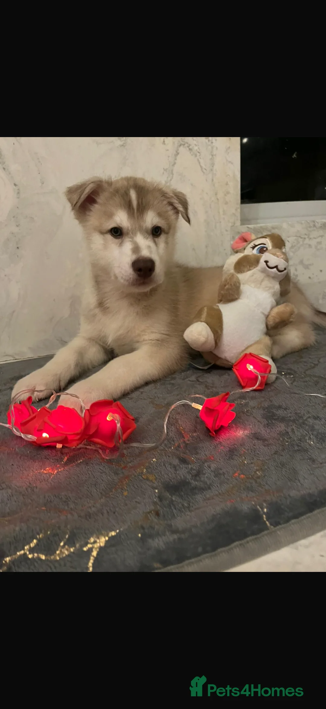 Shepsky dogs for sale: Northern innuit puppies - Advert 8