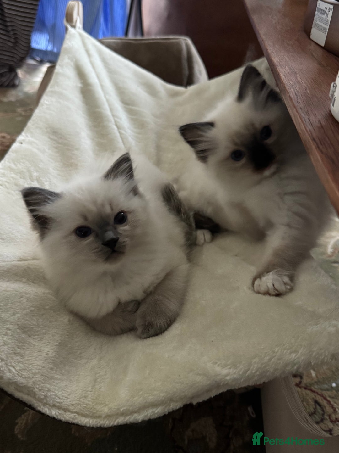 Ragdoll cats for sale: Last mitted Ragdoll boy available  - Advert 4