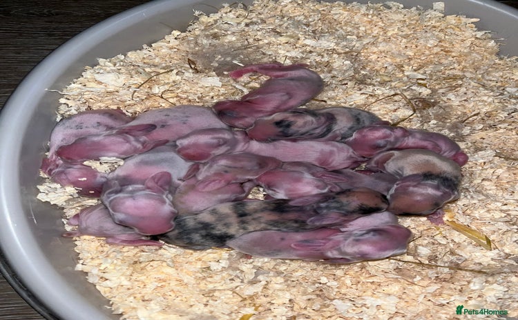 Mini Lop rabbits - Advert 1