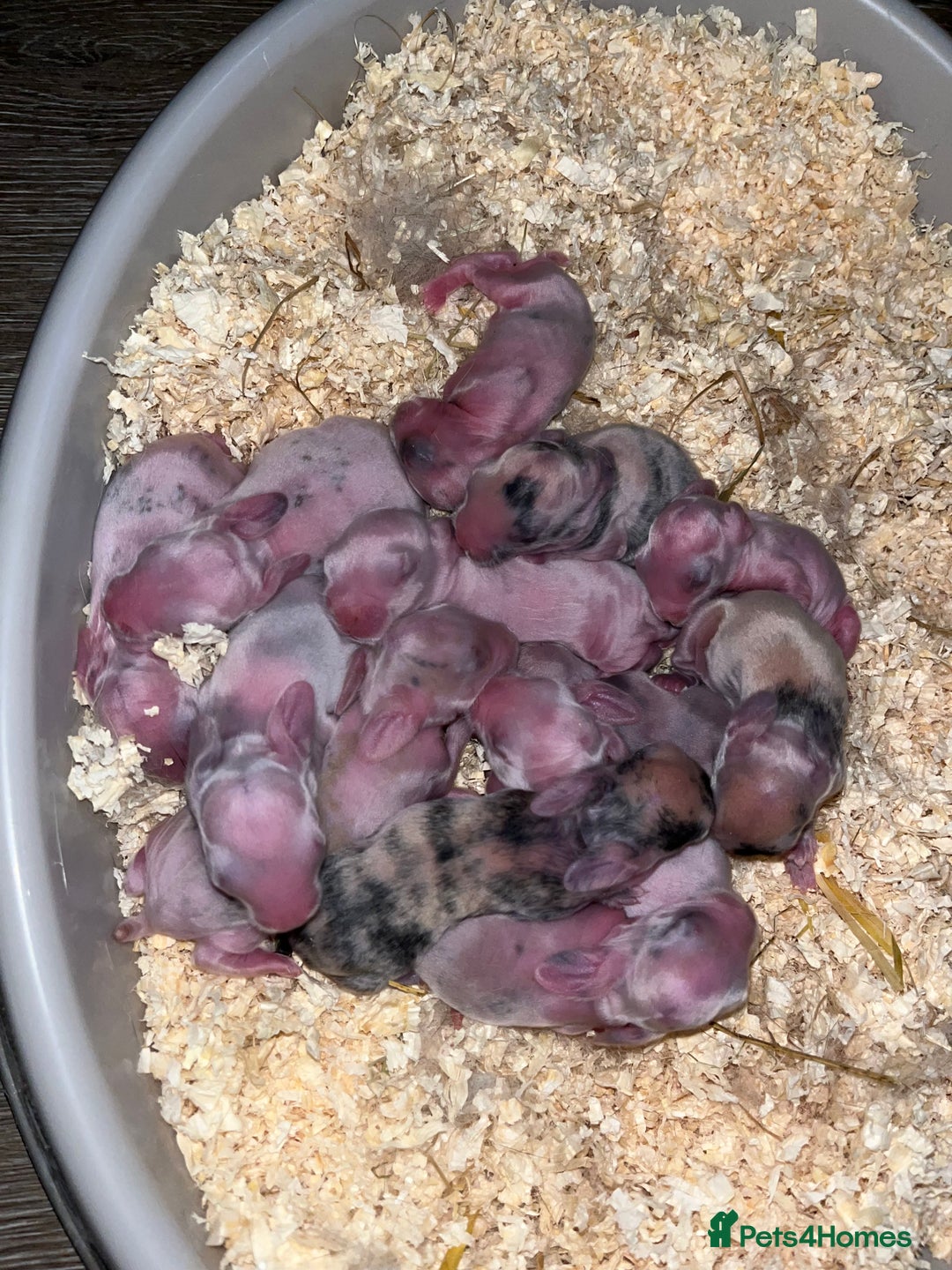 Mini Lop rabbits for sale: Pure breed mini lop bunnies - Image 1