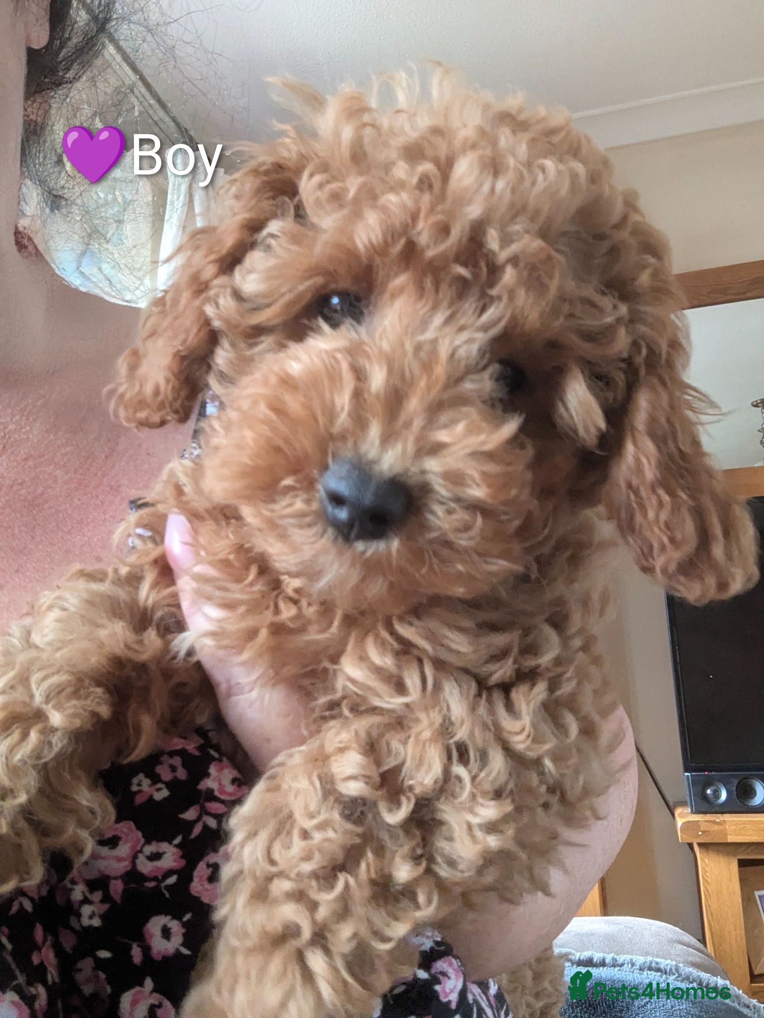 Cavapoo dogs Toy/Small Cavapoo Puppies – Ready 🐾 4💙 2🩷 - Advert 5