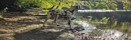 Dalmatian dogs for sale: Dalmatian  in Newton Aycliffe - Advert 6