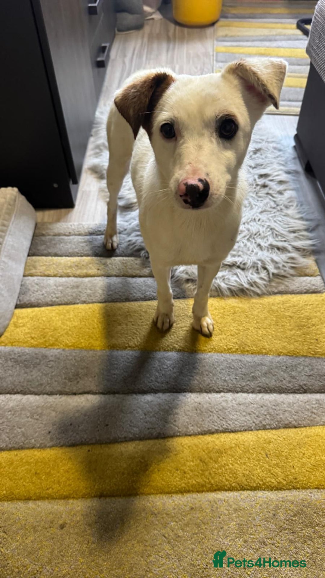 Mixed Breed dogs for adoption: Darling Dannie looking for his family - Advert 8