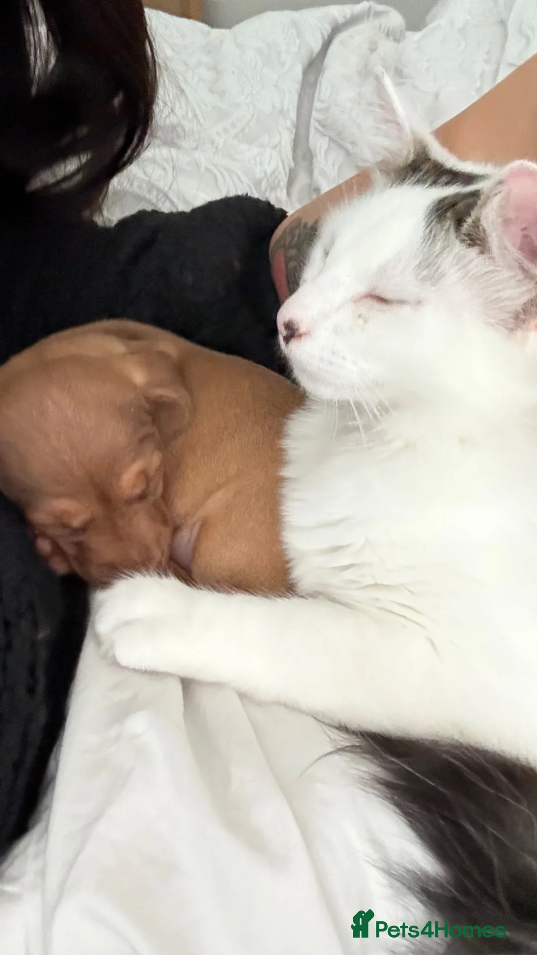 Mixed Breed cats for sale: Two boys good temperament  - Advert 5