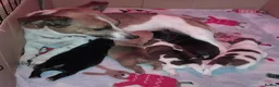 Jack Russell dogs for sale: Jack Russell pups looking for their forever homes - Advert 5