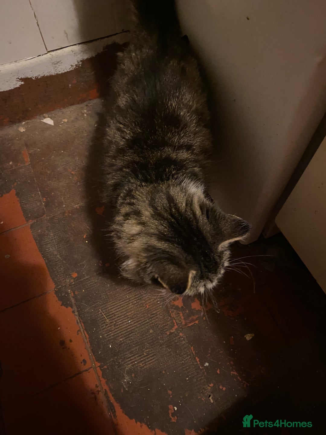 British Longhair cats for sale: Lovely Kittens - Advert 22