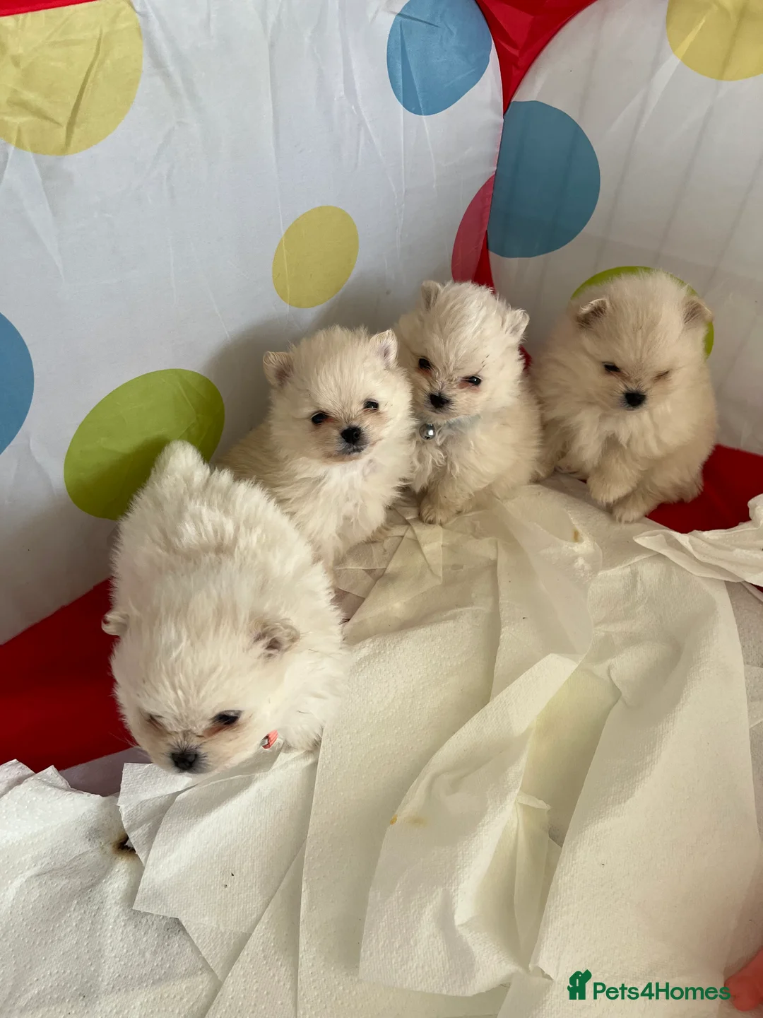 Pomeranian dogs for stud: pomeranian for stud - Advert 6