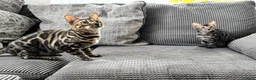 Bengal cats for sale: Full pedigree rosetted bengal kitten -male  - Advert 3