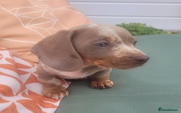 Miniature Dachshund dogs for sale: Isabella Dapple Boy left Miniature Dachshunds  - Image 2