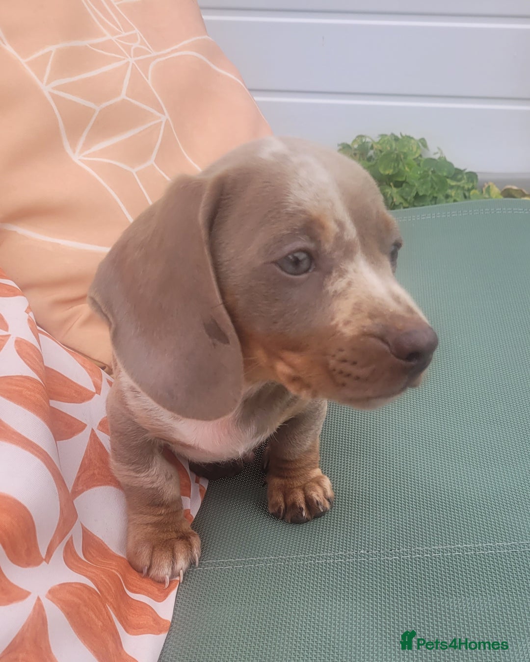 Miniature Dachshund dogs for sale: Isabella Dapple Boy left Miniature Dachshunds  - Image 2