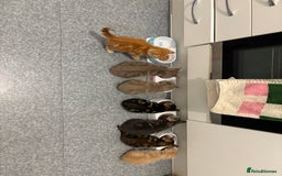 Maine Coon cats for sale: 7 Maine Coon x Bengal kittens - Image 17