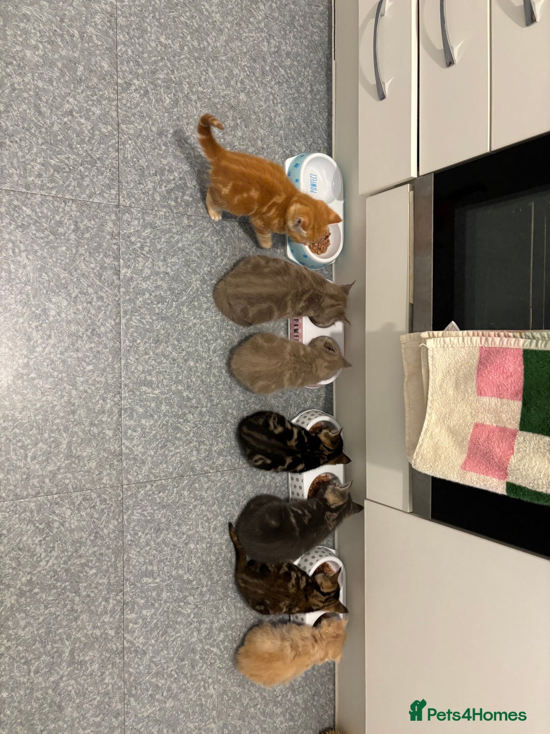 Maine Coon cats for sale: 7 Maine Coon x Bengal kittens - Image 17
