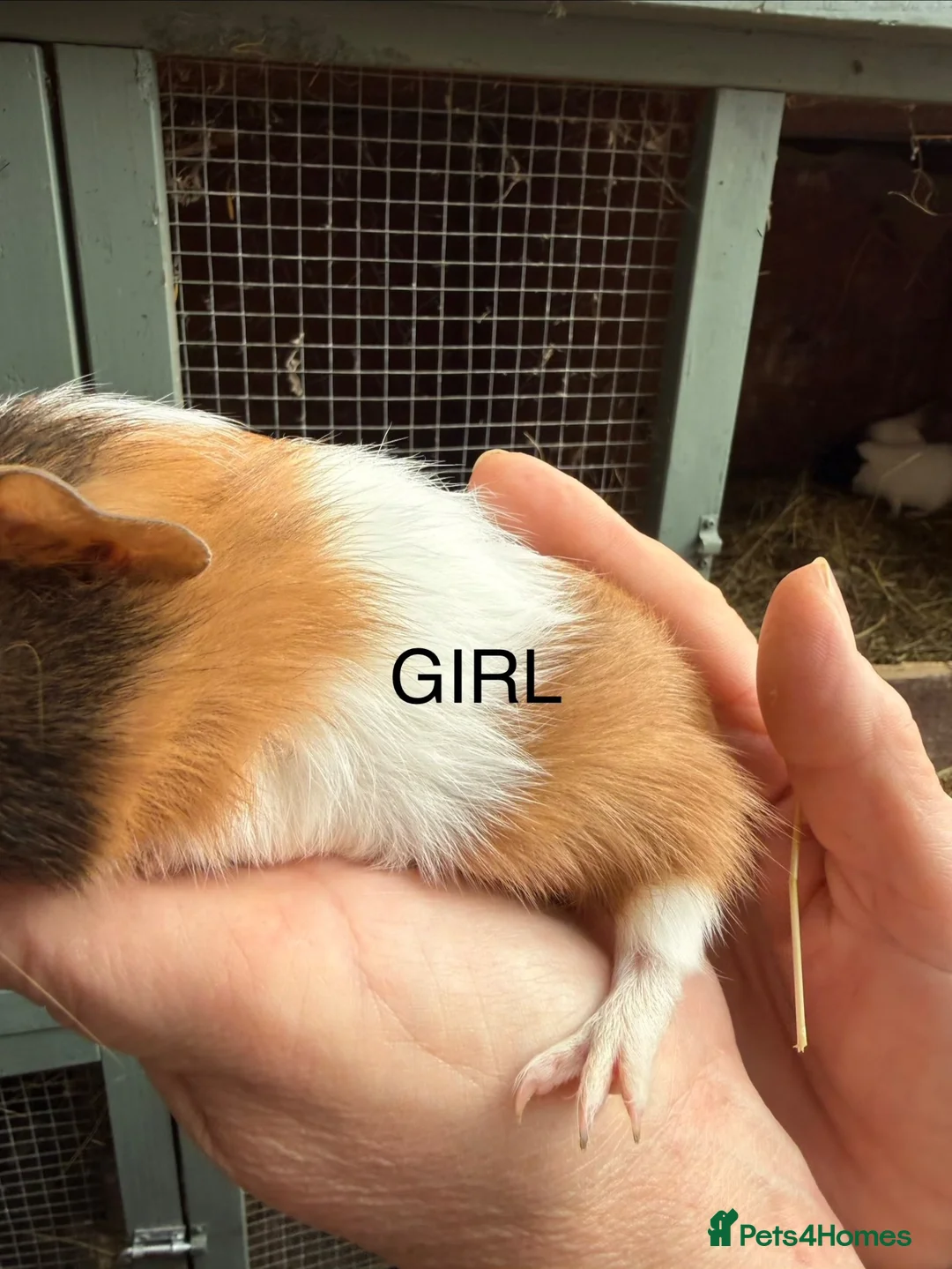 Guinea Pig rodents for sale: Female (sow) Guinea Pig - Advert 3