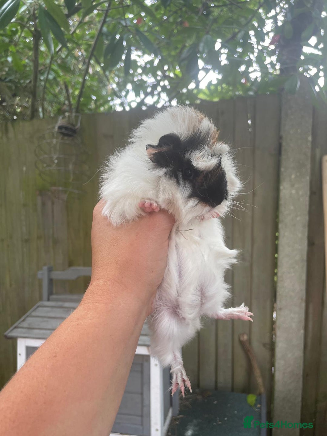 Guinea Pig rodents for sale: Peruvian cross Silkie baby gunieapigs  - Image 7