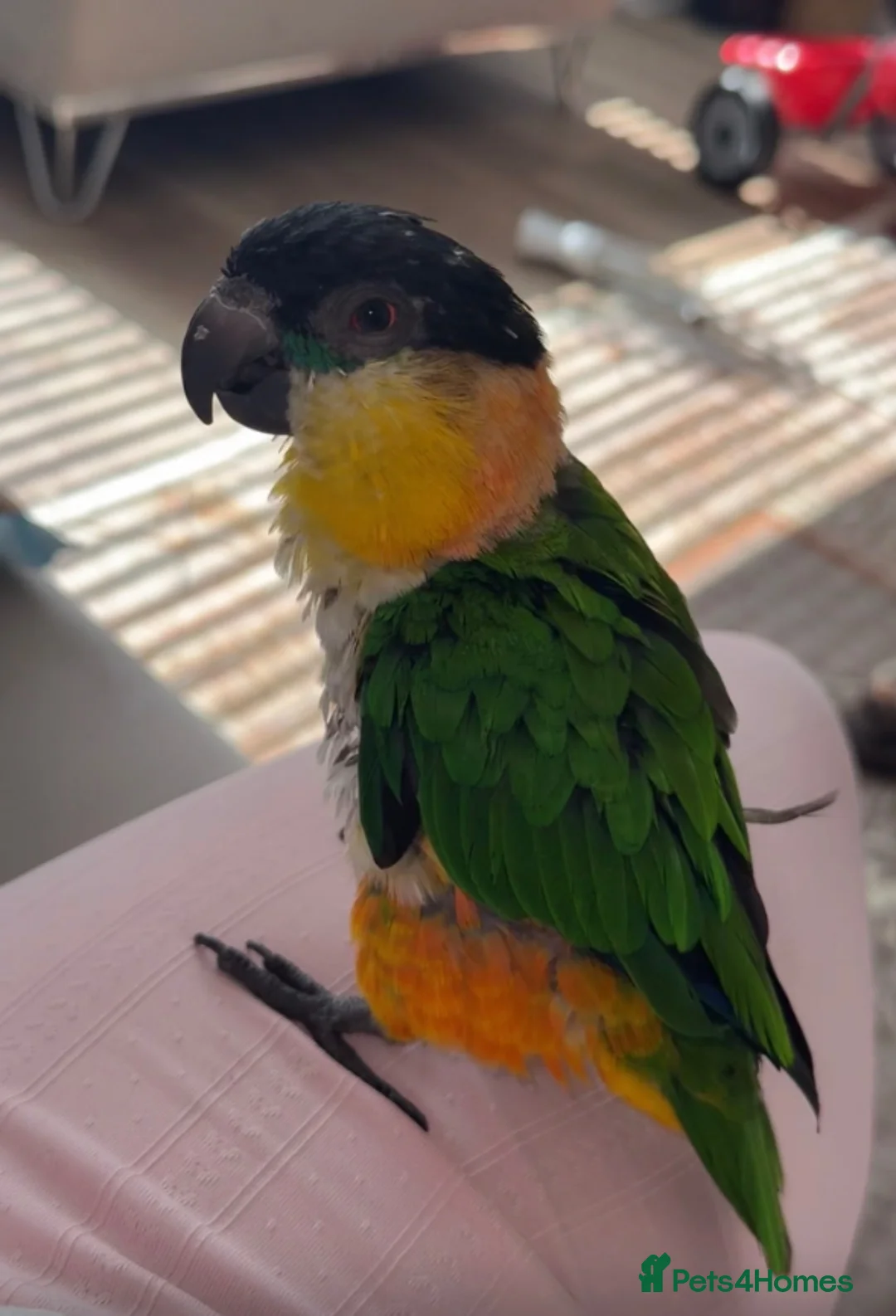 Parrots birds for sale: Caquies  - Advert 2