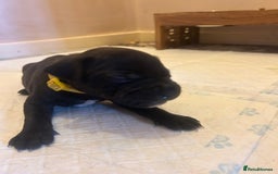 Staffordshire Bull Terrier dogs for sale: 5 staff pups  - Image 5