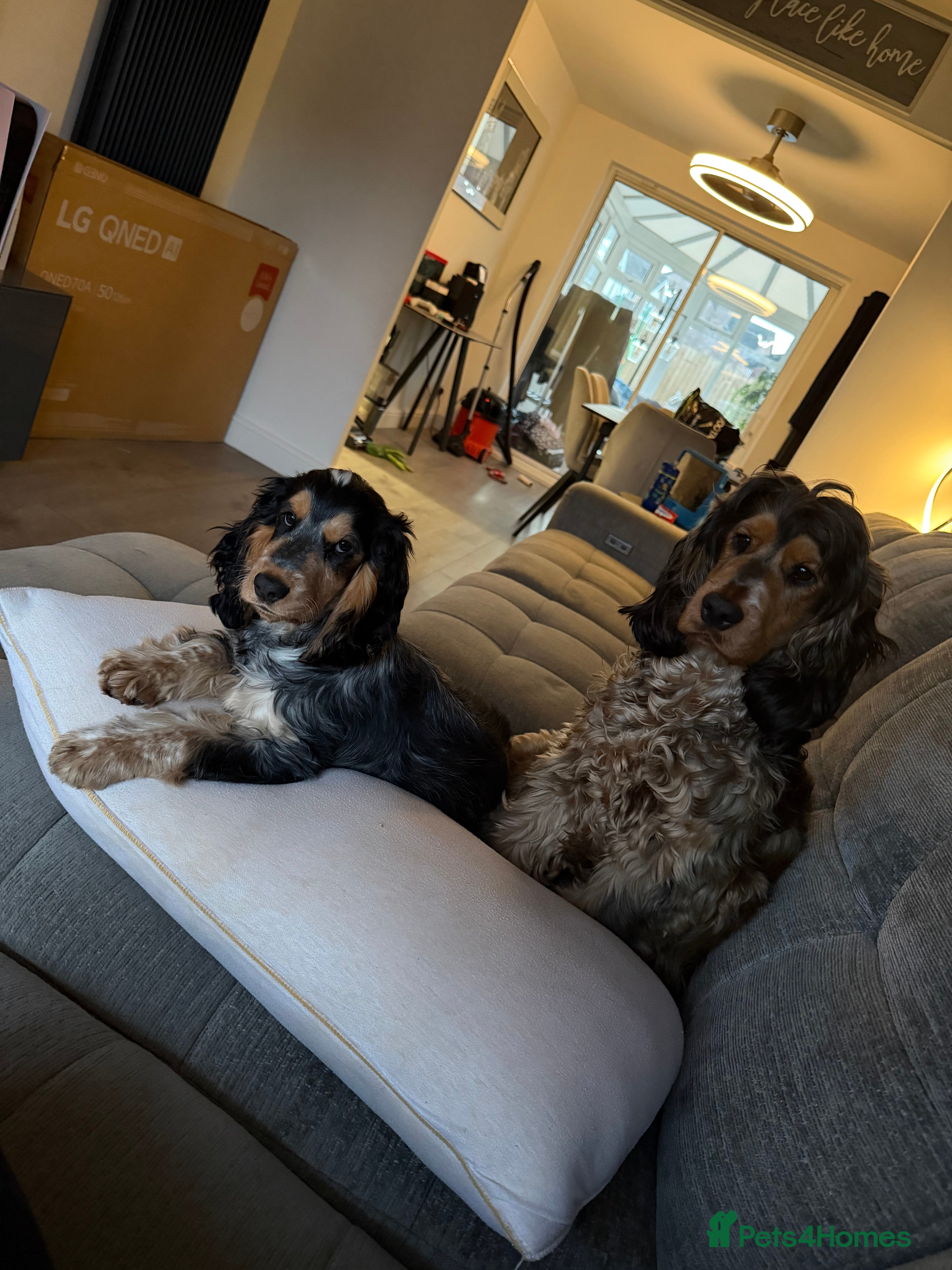 Cocker Spaniel dogs 2 show cocker spaniels for sale - Advert 1