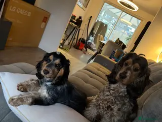 Cocker Spaniel dogs 2 show cocker spaniels for sale - Advert 1