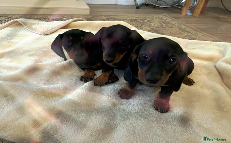 Dachshund dogs - Advert 13