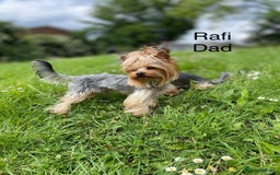 Yorkshire Terrier dogs for sale: Adorable yorkie puppies  - Image 5