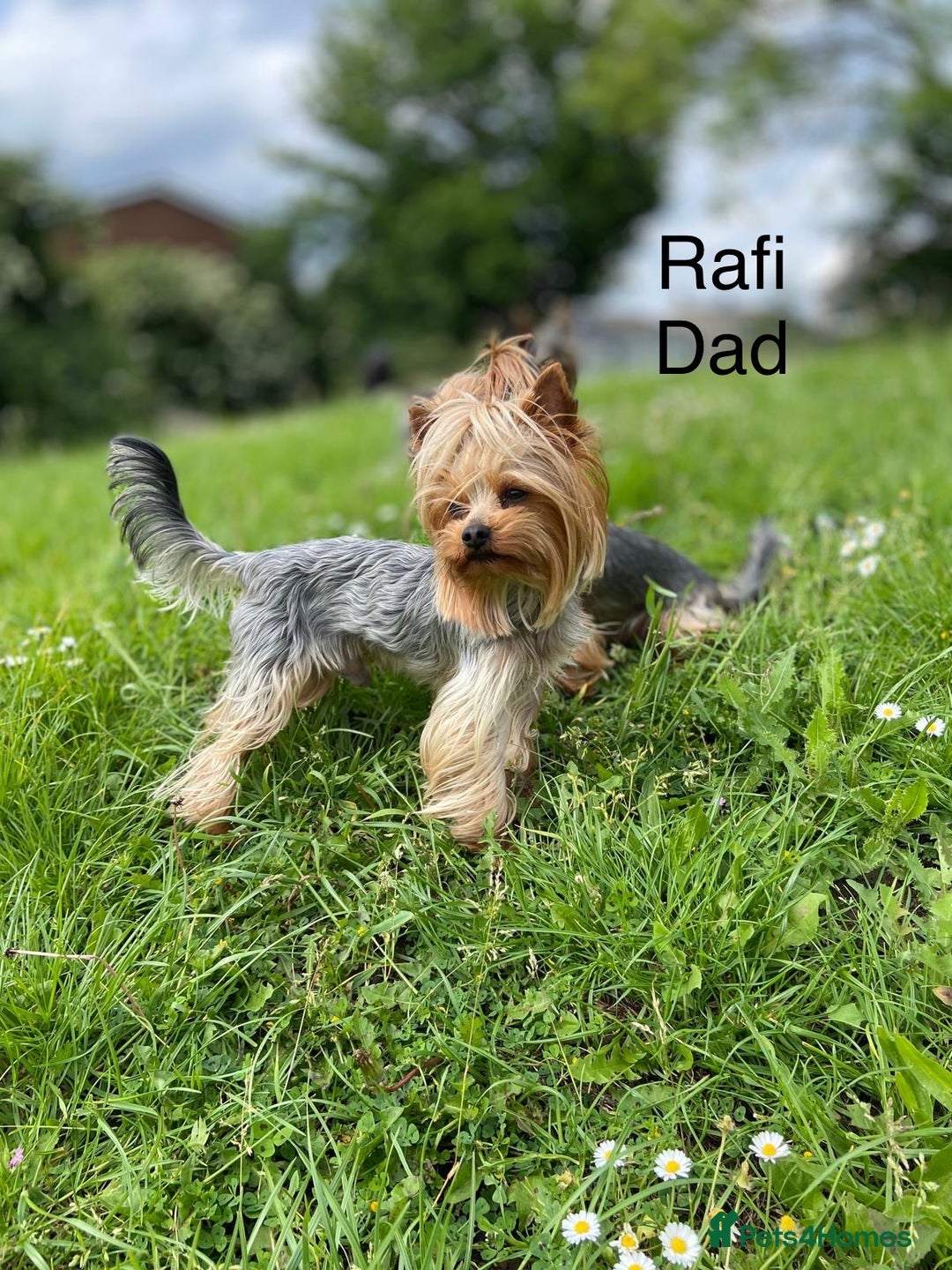 Yorkshire Terrier dogs for sale: Adorable yorkie puppies  - Image 5