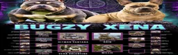 American Bully dogs for sale: American Bully Puppies - Advert 13