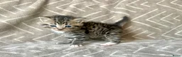 Mixed Breed cats for sale: British Blue/Silver Tabby Babies - Advert 15