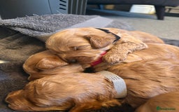 Cavapoo dogs for sale: Stunning Litter of F1B Cavapoo Puppies - Image 2