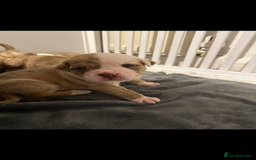 American Bulldog dogs for sale: American Bulldog Male - Image 5