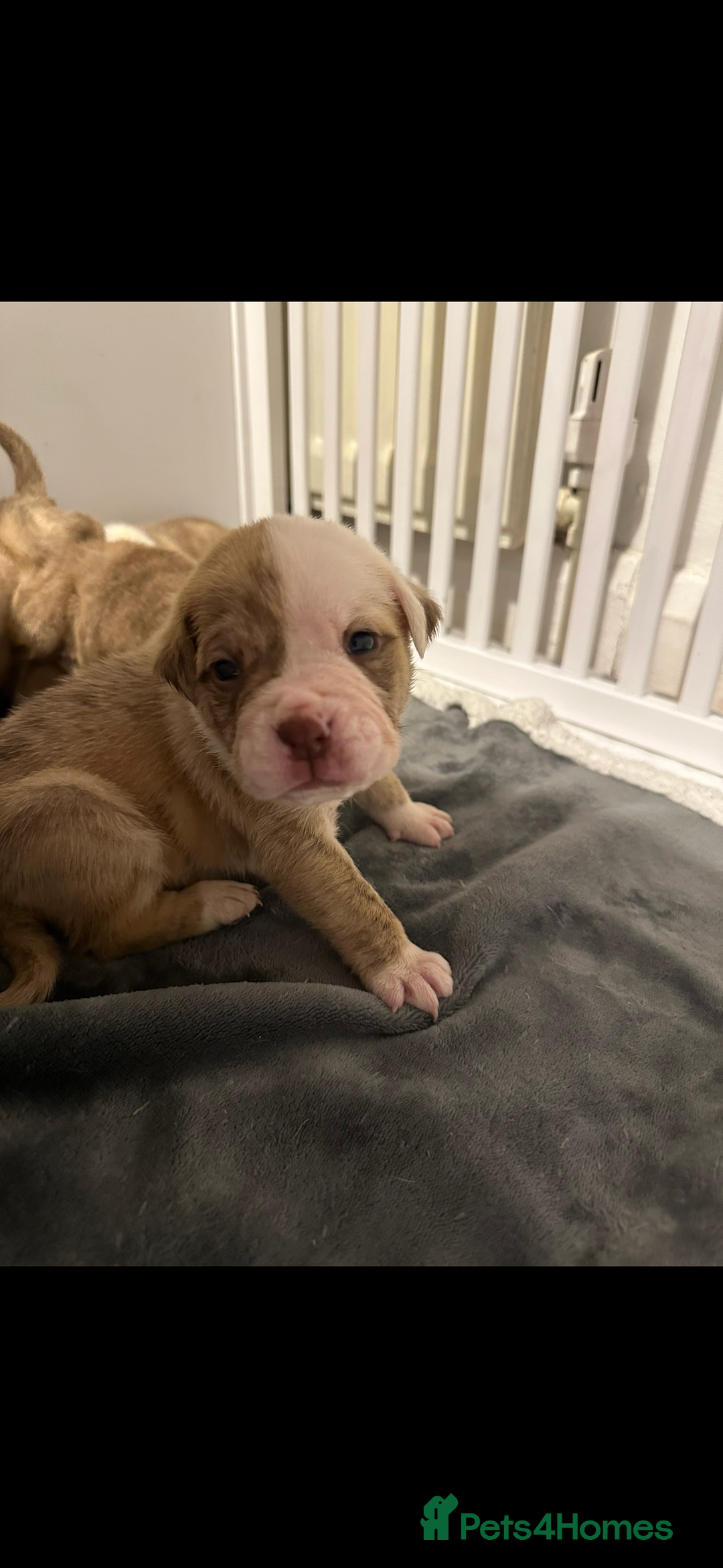 American Bulldog dogs for sale: American Bulldog Male - Image 5
