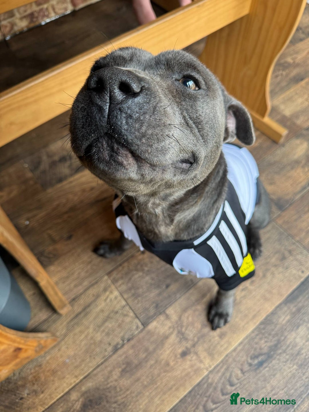Staffordshire Bull Terrier dogs for sale: Blue Staffordshire bull terrier  - Image 3