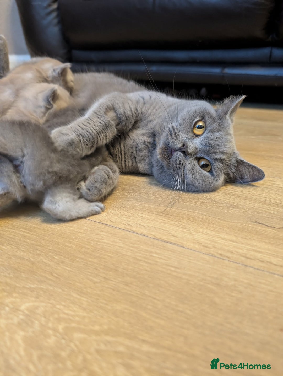 British Shorthair cats for sale: 4 British Short Hair  - Advert 5