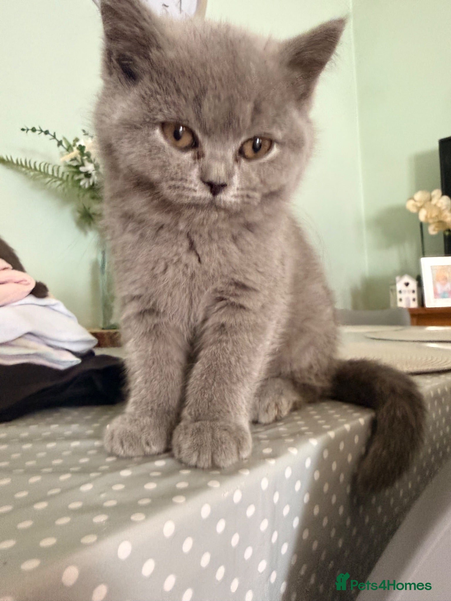 British Shorthair cats Lilac British Shorthair Kittens **Ready Now!** - Advert 1